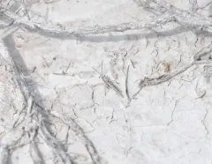 Hayden's Grasshopper thumbnail 1