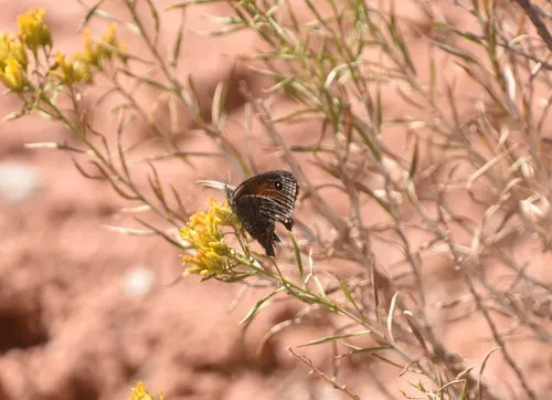 Mead’s Wood-Nymph