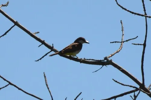 Thick-billed Kingbird