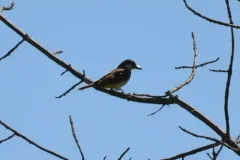 Thick-billed Kingbird thumbnail 1