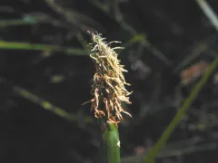 Pale Spikerush thumbnail 1