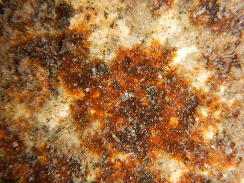 Heribaudiella fluviatilis