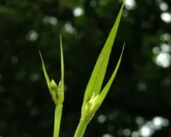 cordilleran sedge thumbnail 4