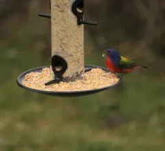Painted Bunting thumbnail 2