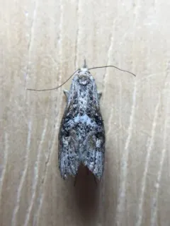 Ellabella editha thumbnail 4