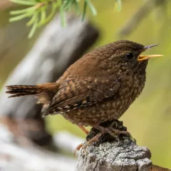 Pacific Wren thumbnail 2