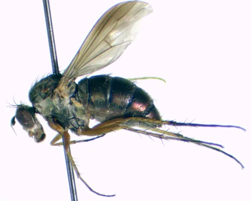 Dolichopus brevipennis