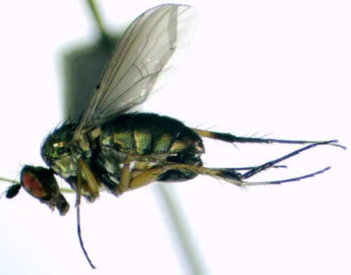 Dolichopus melanocerus