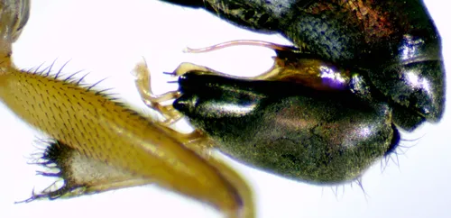 Dolichopus omnivagus