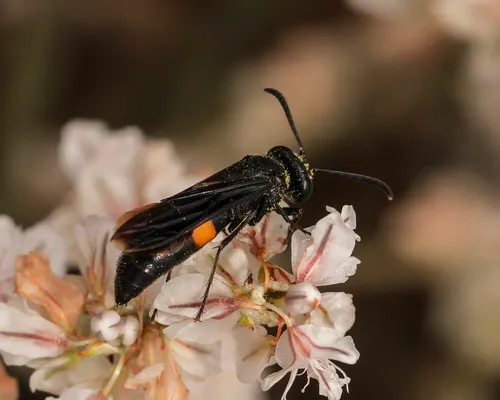Stizoides renicinctus
