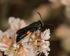 Stizoides renicinctus thumbnail 1