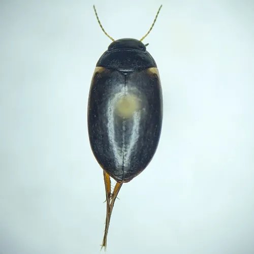 River beetle