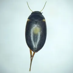 River beetle thumbnail 1