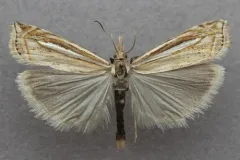 Aweme Grass-veneer thumbnail 1