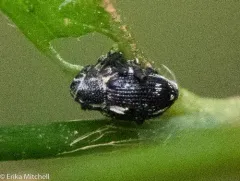 Smartweed Node Weevil thumbnail 4