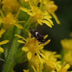 Yellow Nutsedge Moth thumbnail 1