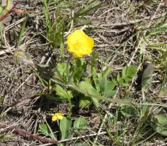 heartleaf buttercup thumbnail 2