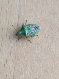 Juniper Shield Bug thumbnail 4