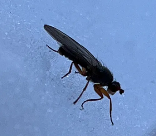 Orbellia barbata