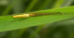 Tetragnatha straminea thumbnail 1