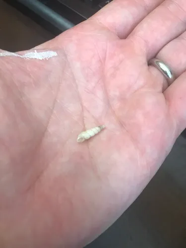 Miniature Awlsnail