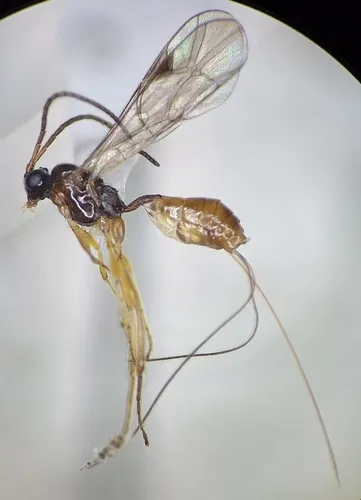 Plectiscidea communis