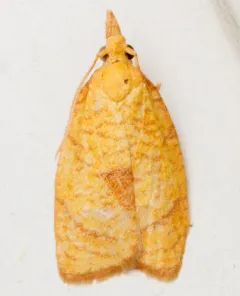 White-tailed Fruitworm thumbnail 1
