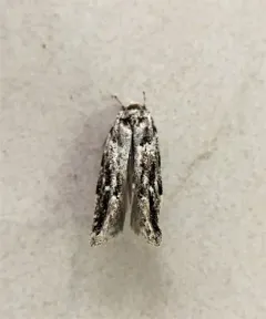 Lesser Bud Moth thumbnail 2
