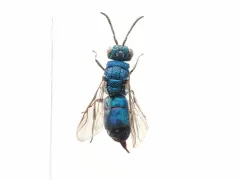 Caenochrysis doriae thumbnail 4