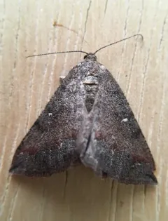Large Banded Wave Moth thumbnail 4