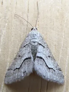 Decorated Granite Moth thumbnail 2
