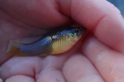 Variable Platyfish