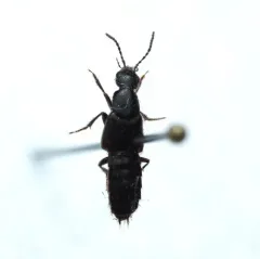 Philonthus vulgatus thumbnail 4