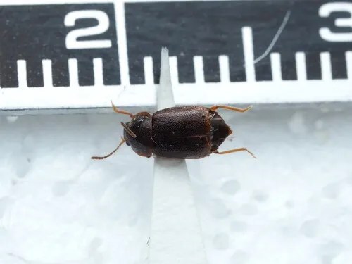 Olophrum obtectum