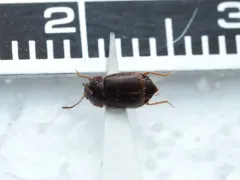 Olophrum obtectum thumbnail 1