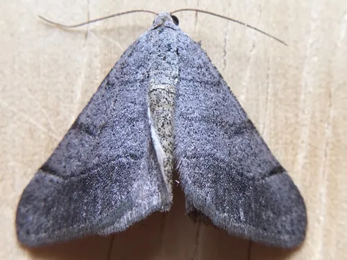 Digrammia muscariata