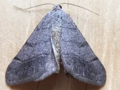 Digrammia muscariata thumbnail 1