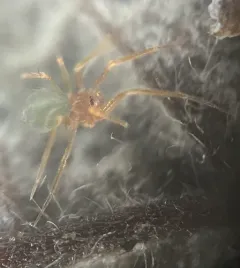 Usofila pacifica thumbnail 2