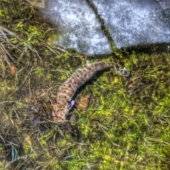 Common Mudpuppy thumbnail 2