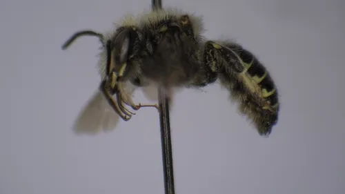Scurfy Pea Carder Bee