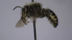Scurfy Pea Carder Bee thumbnail 1