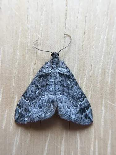 Dysstroma colvillei