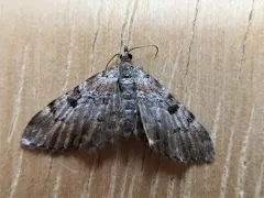 Spruce Cone Geometer thumbnail 2