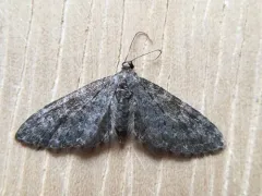 Eupithecia lachrymosa thumbnail 4