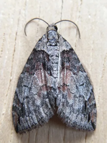 Hydriomena nevadae