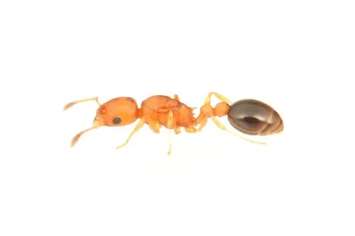 Arboreal Sneaking Ant