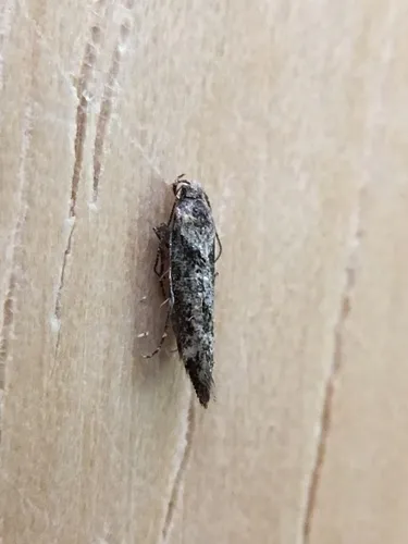 Mompha unifasciella