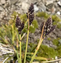 black-and-white sedge thumbnail 2