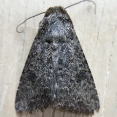 Anarta hamata thumbnail 2