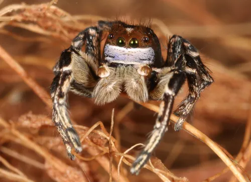 Habronattus bulbipes